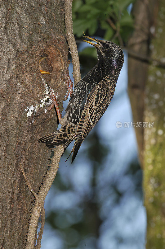 筑巢的椋鸟(Sturnus vulgaris)